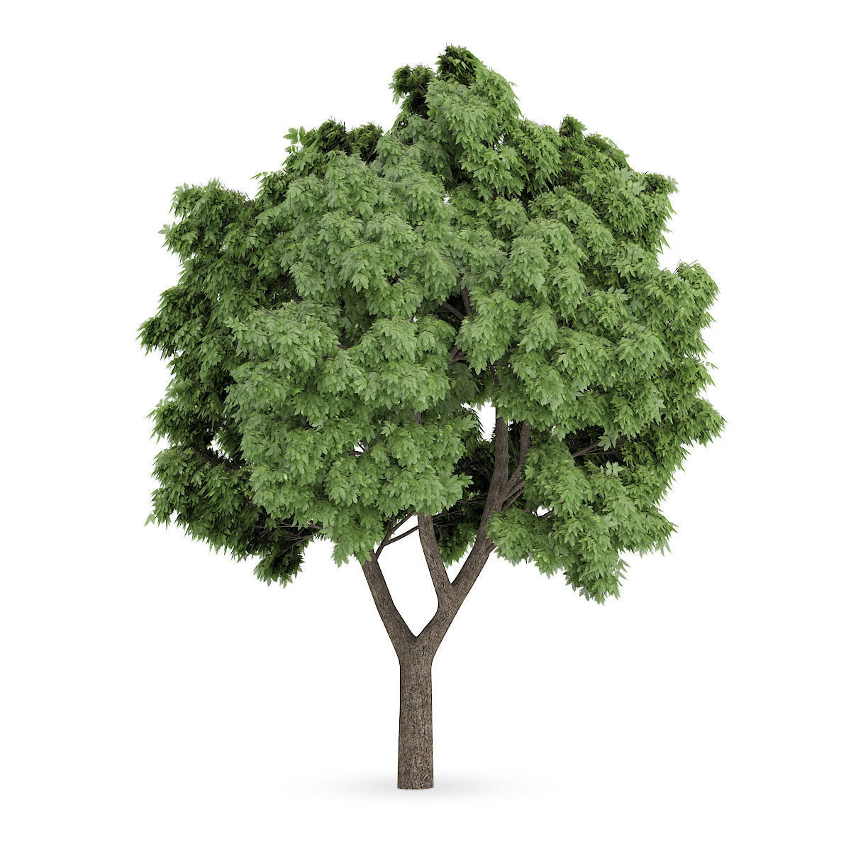 Sycamore Maple 1 3D model_2