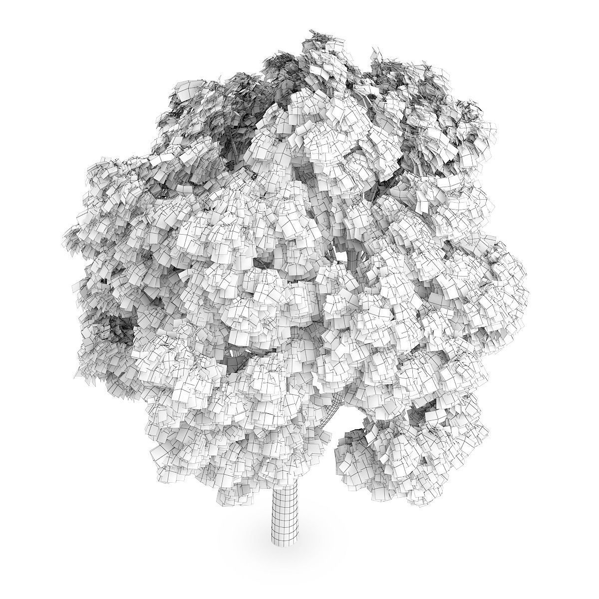 Sycamore Maple 1 3D model_5