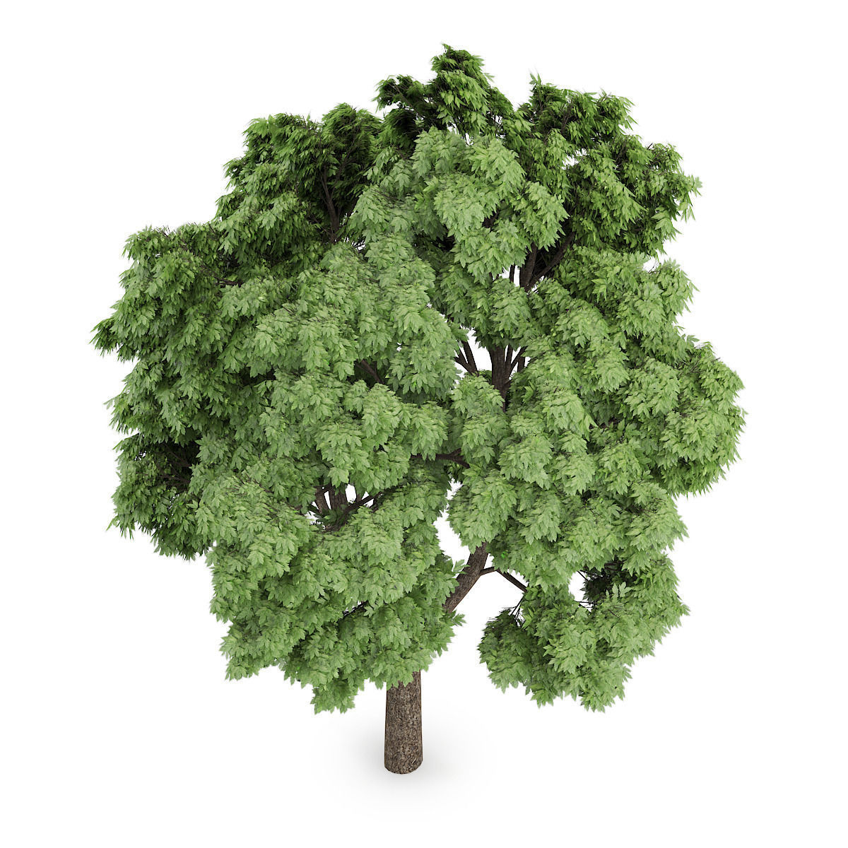 Sycamore Maple 1 3D model_4