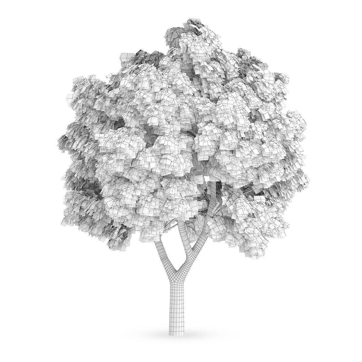Sycamore Maple 1 3D model_1