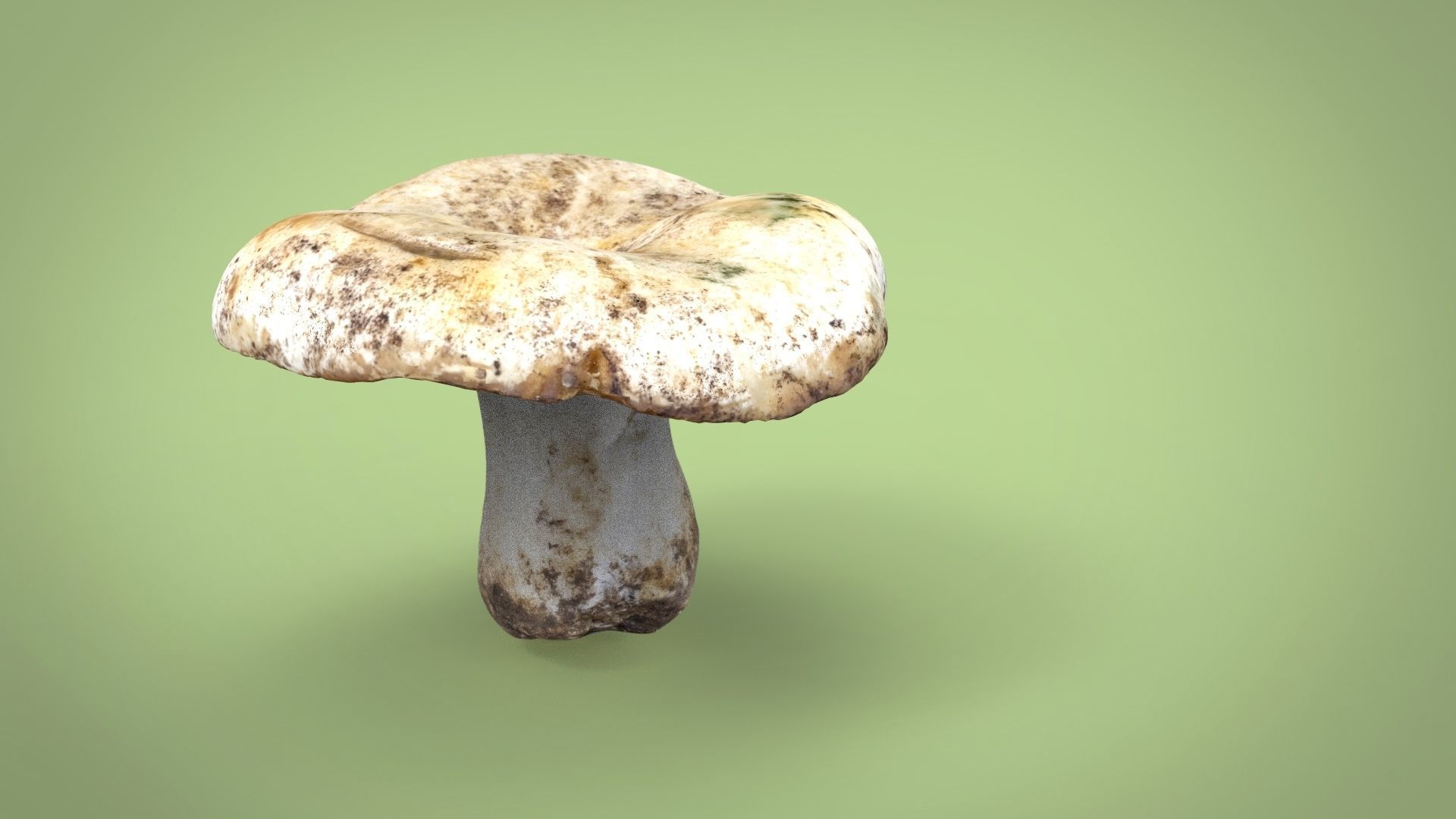 MUSHROOM Low-poly 3D model_2
