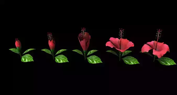 Hibiscus flower 3d model