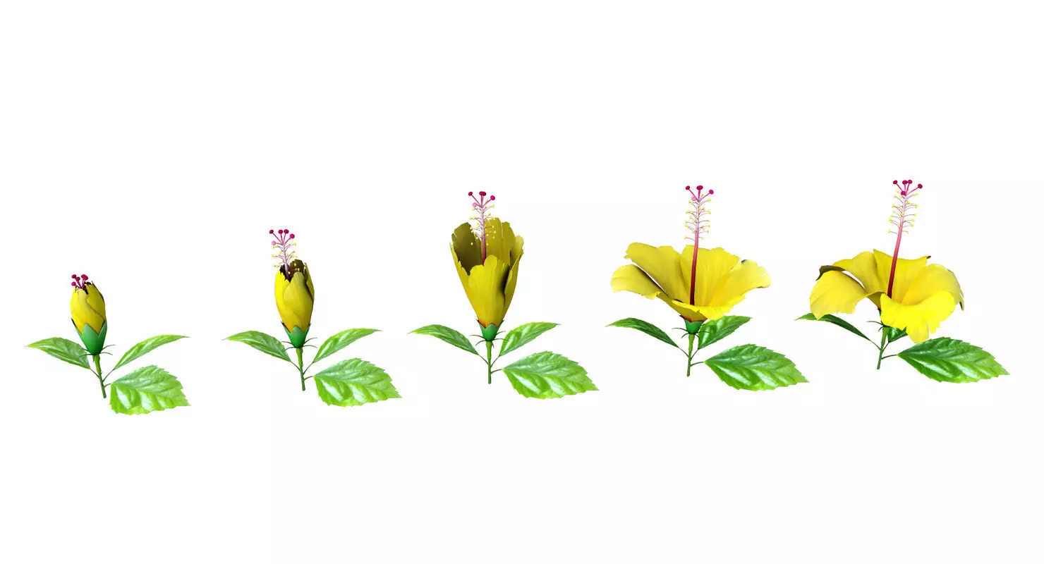 Hibiscus flower 3d model 3D model_0