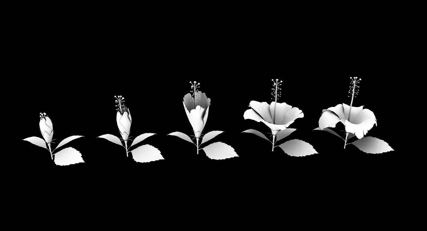 Hibiscus flower 3d model 3D model_1