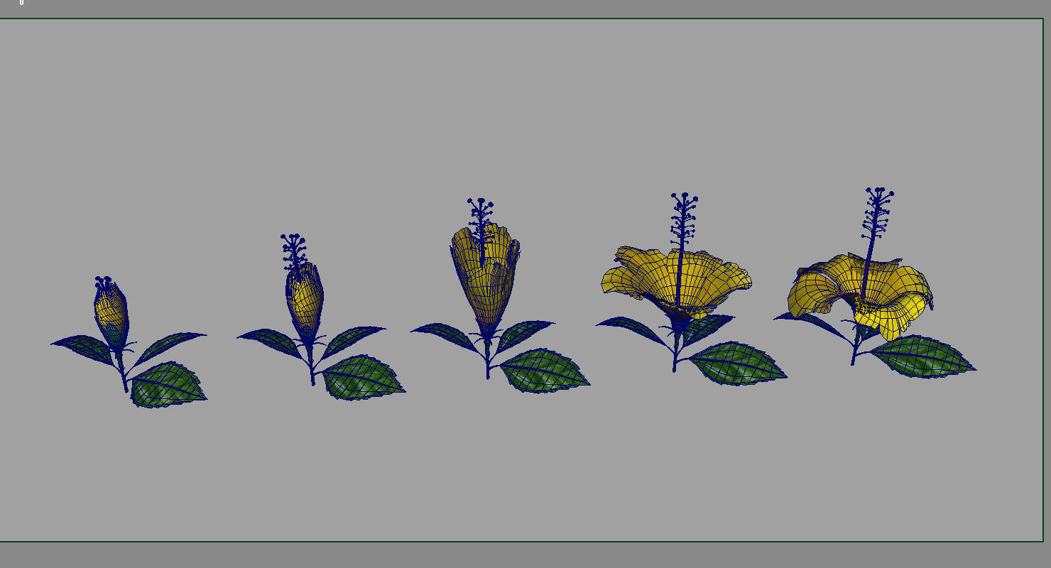 Hibiscus flower 3d model 3D model_4