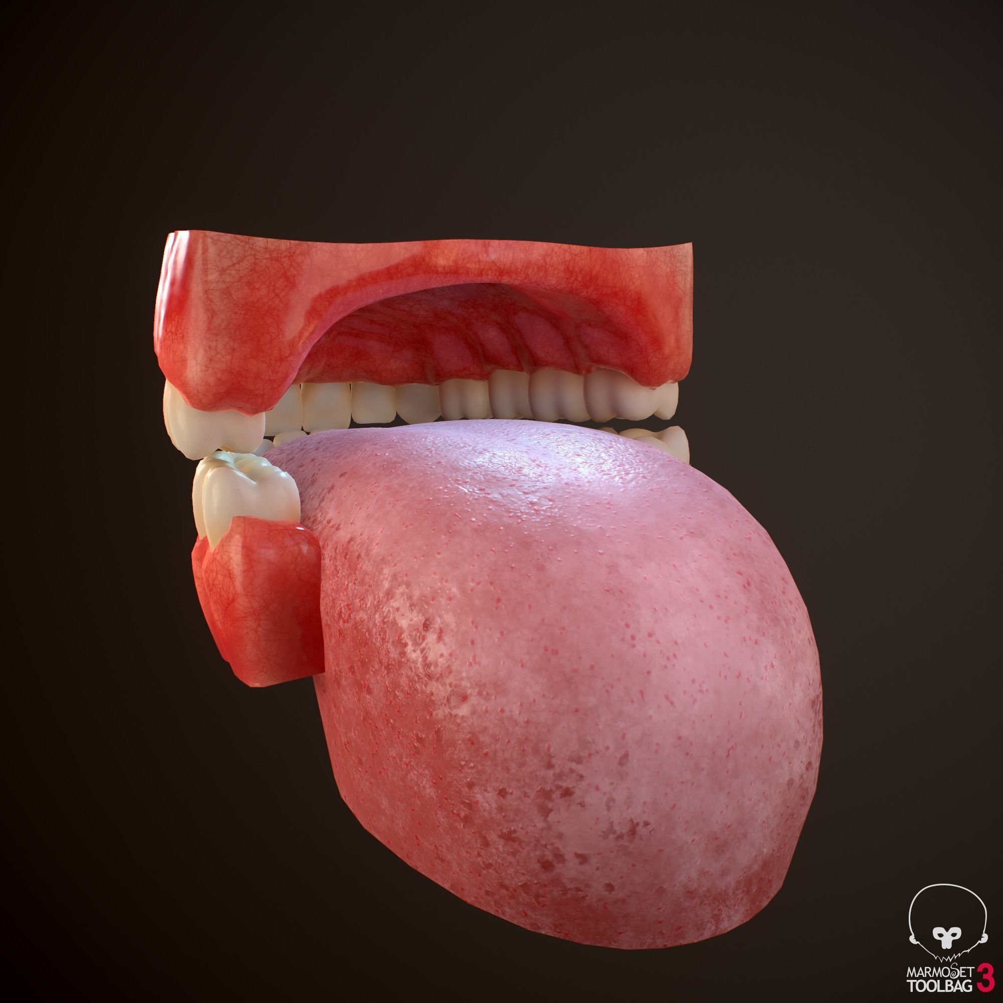 Teeth and Tongue PBR Low-poly 3D model_13