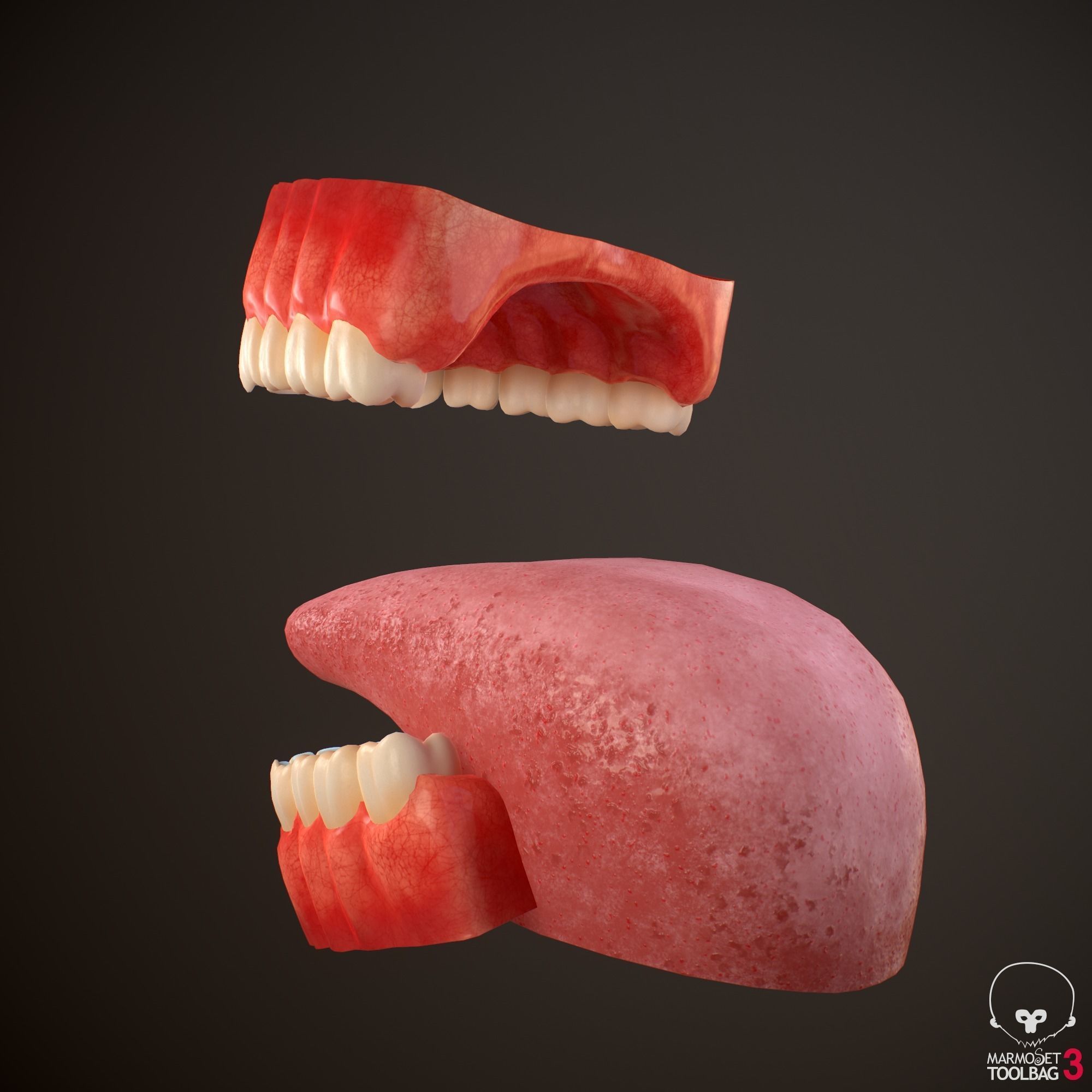 Teeth and Tongue PBR Low-poly 3D model_2