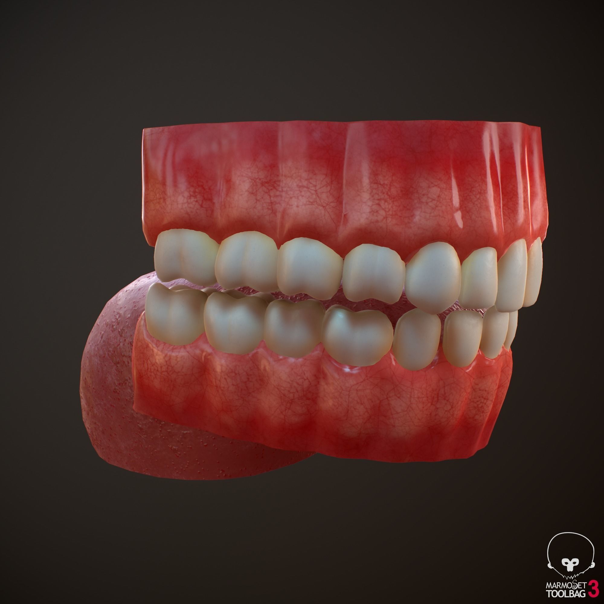 Teeth and Tongue PBR Low-poly 3D model_18