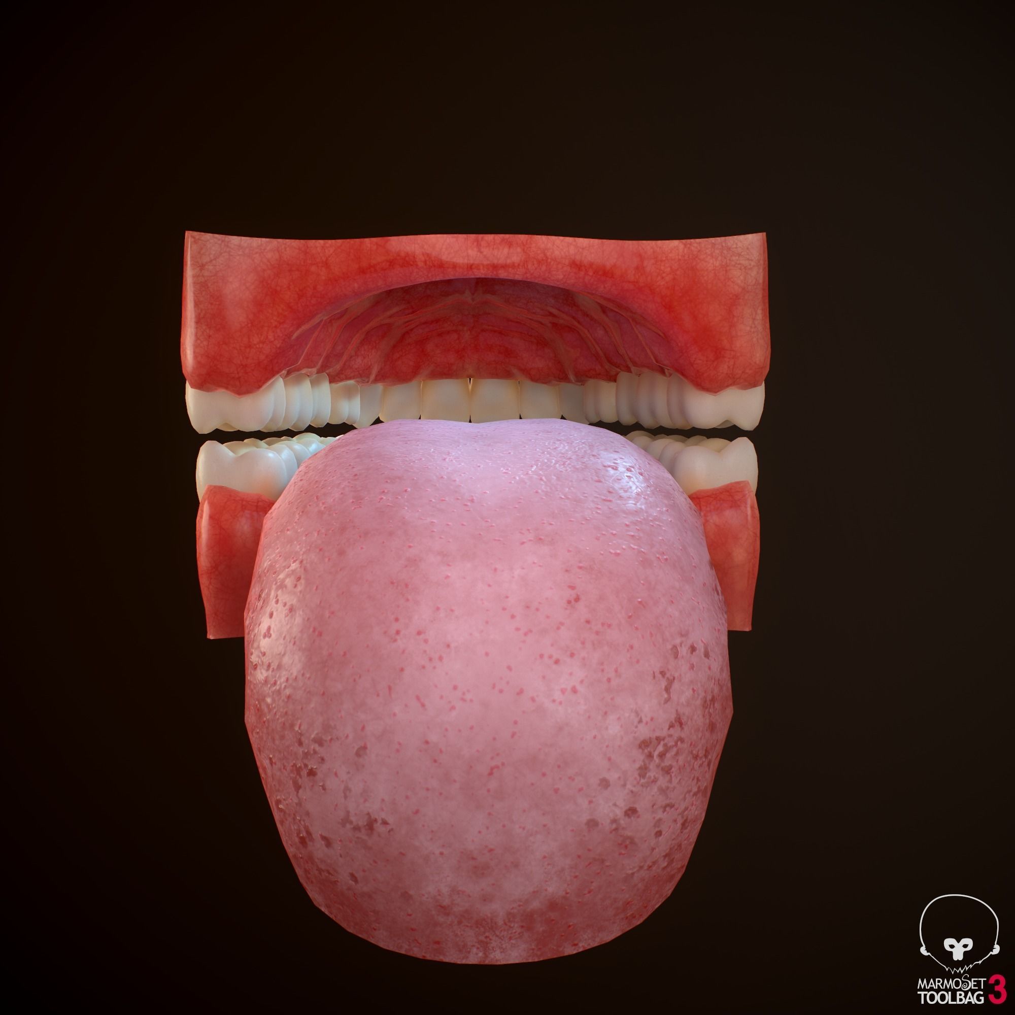 Teeth and Tongue PBR Low-poly 3D model_14