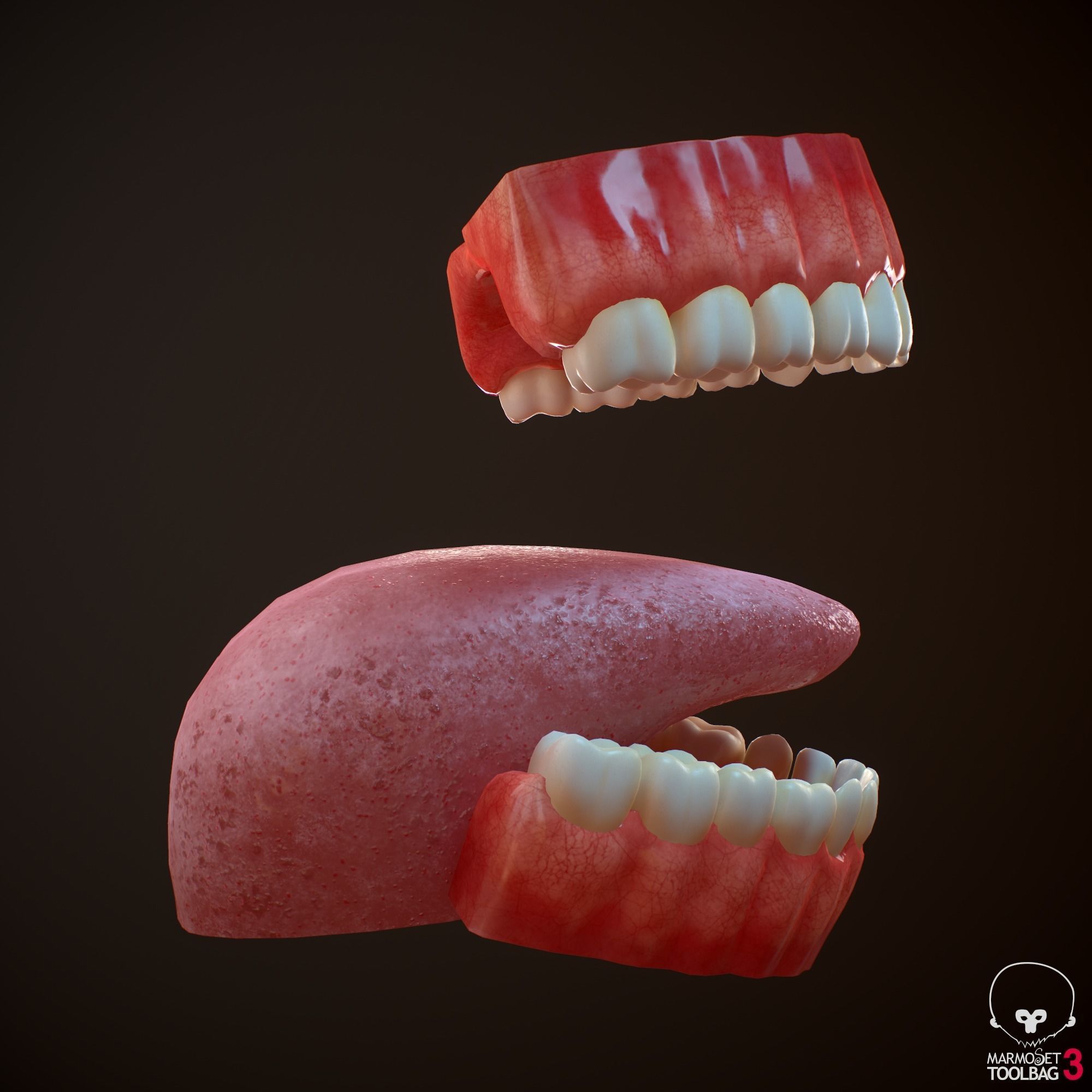 Teeth and Tongue PBR Low-poly 3D model_5