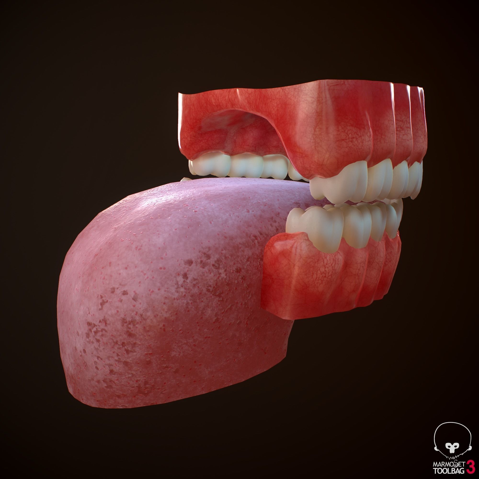 Teeth and Tongue PBR Low-poly 3D model_16