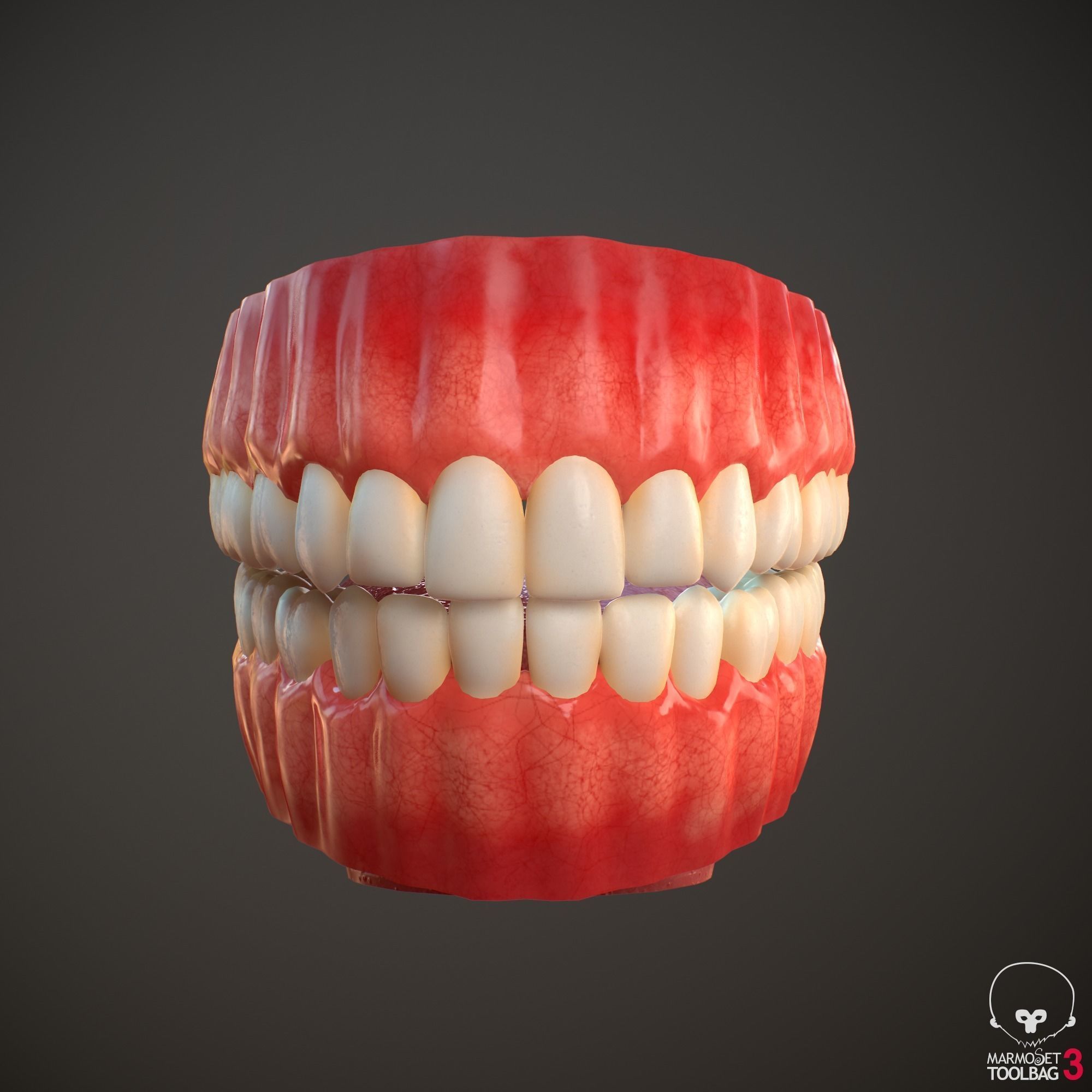 Teeth and Tongue PBR Low-poly 3D model_9