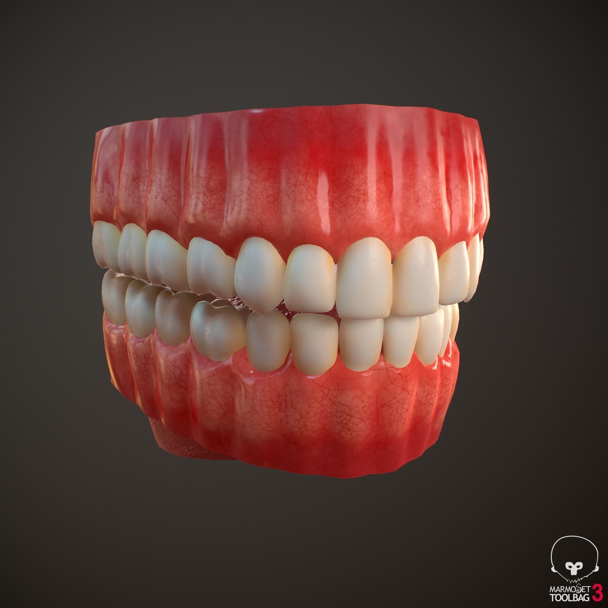 Teeth and Tongue PBR Low-poly 3D model_19