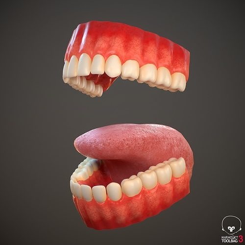 Teeth and Tongue PBR Low-poly 3D model