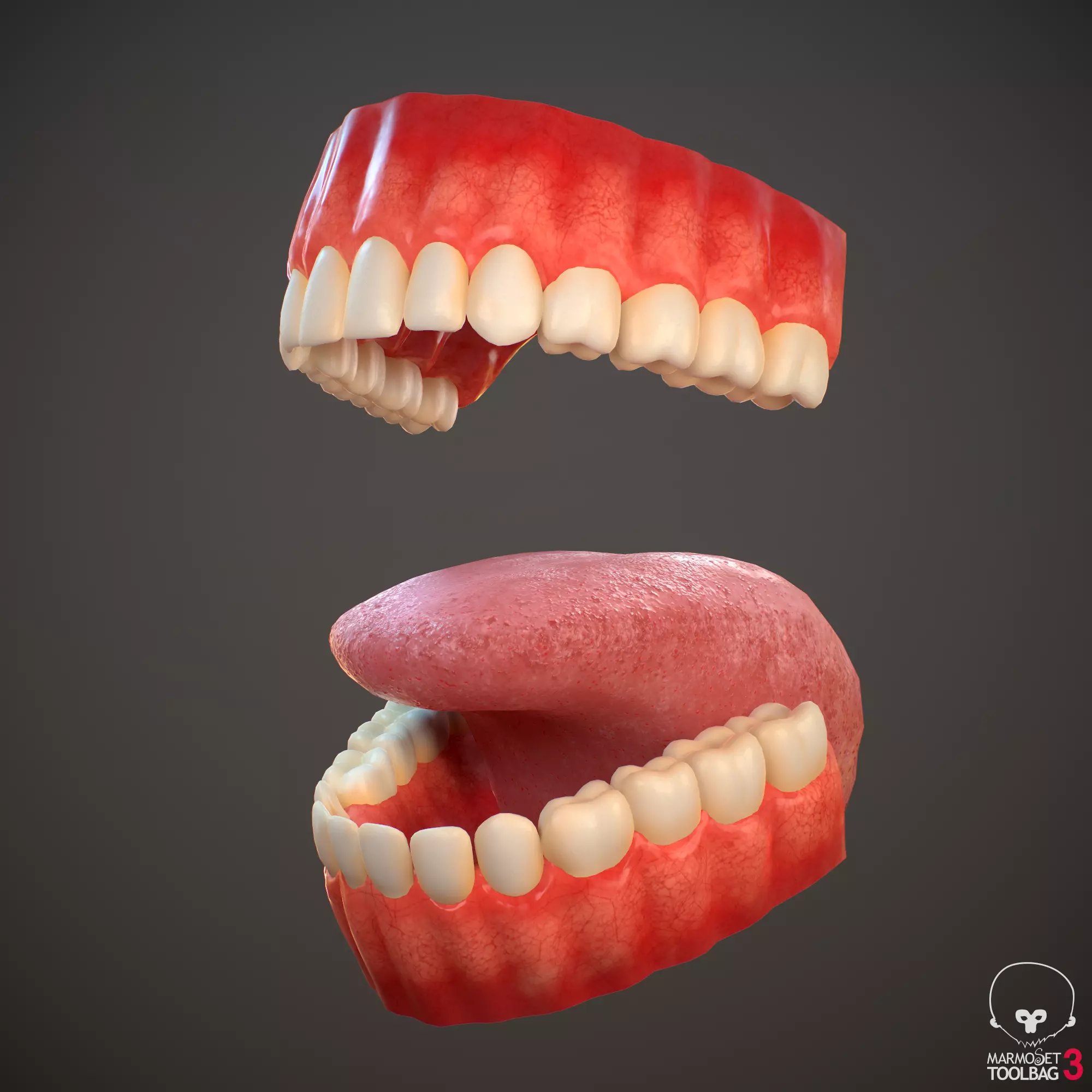Teeth and Tongue PBR Low-poly 3D model_0