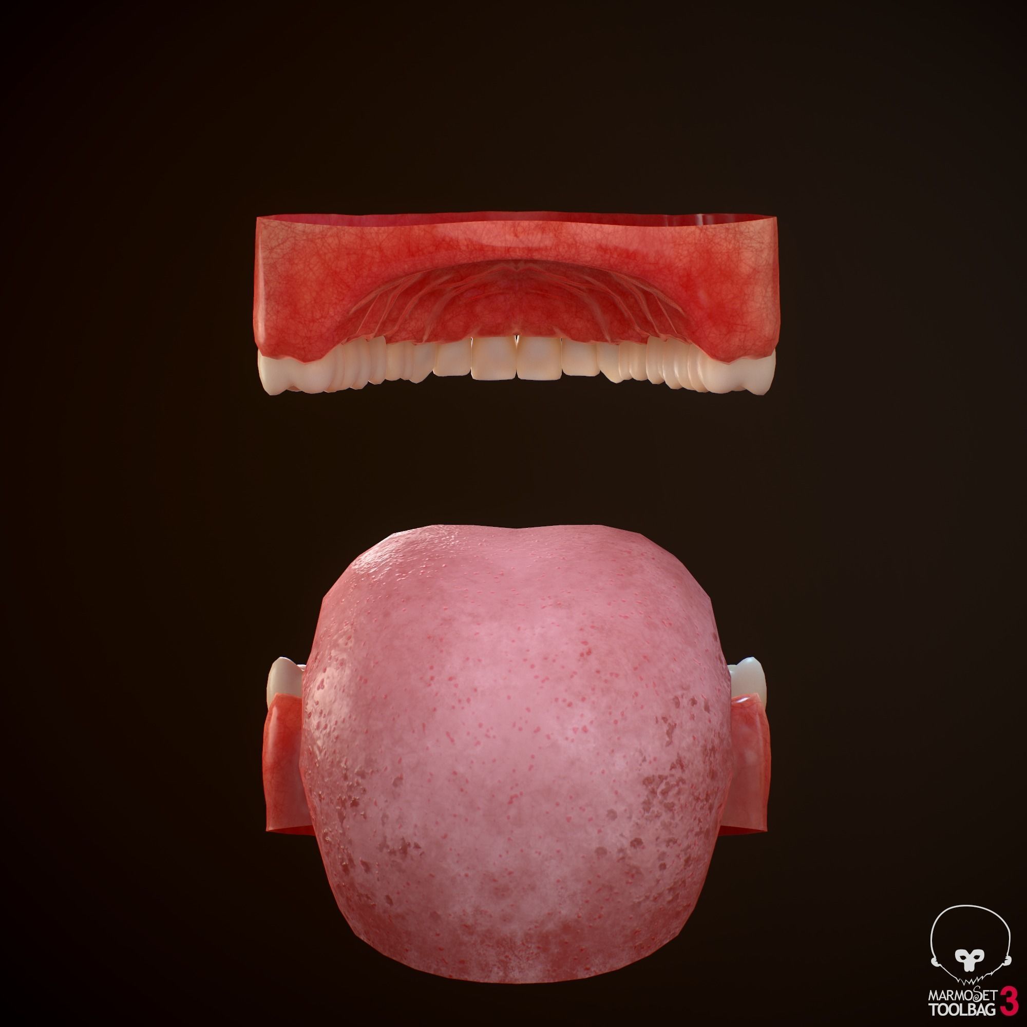 Teeth and Tongue PBR Low-poly 3D model_3
