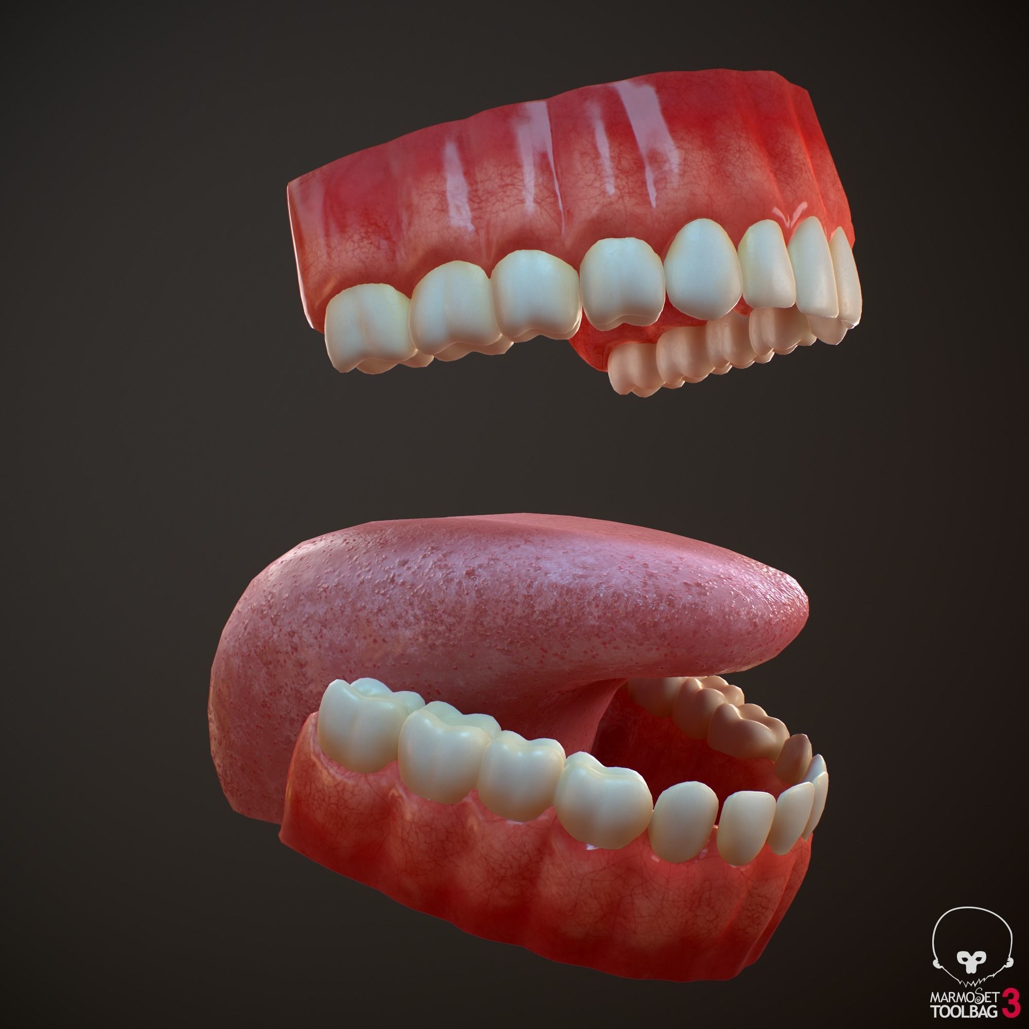 Teeth and Tongue PBR Low-poly 3D model_6