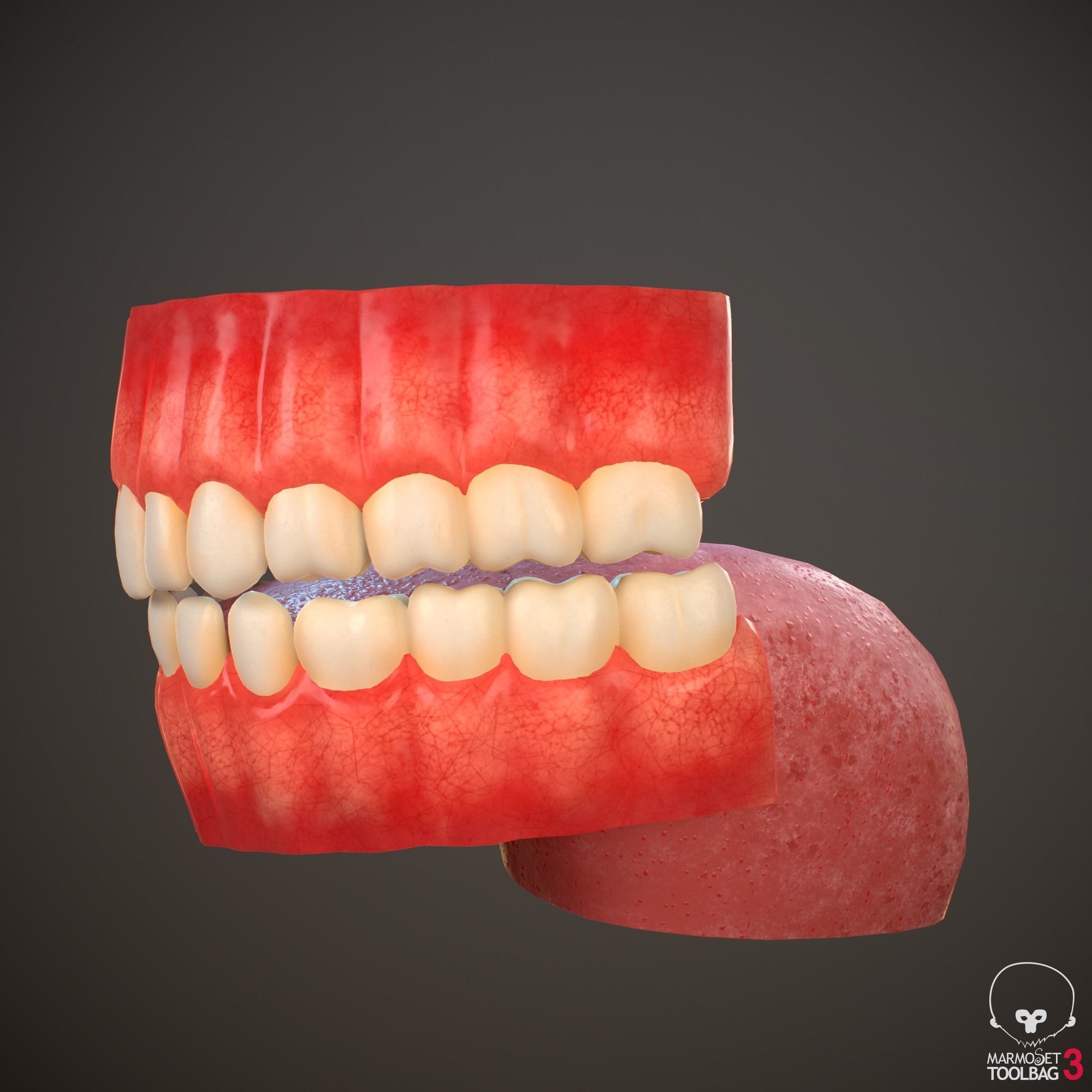 Teeth and Tongue PBR Low-poly 3D model_11