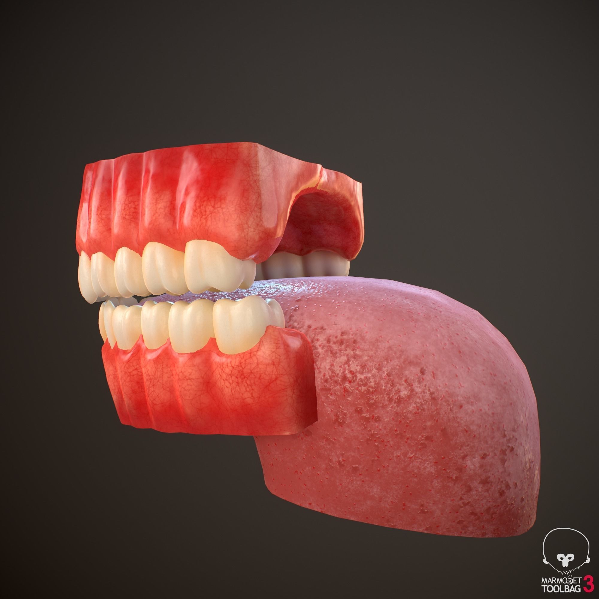 Teeth and Tongue PBR Low-poly 3D model_12