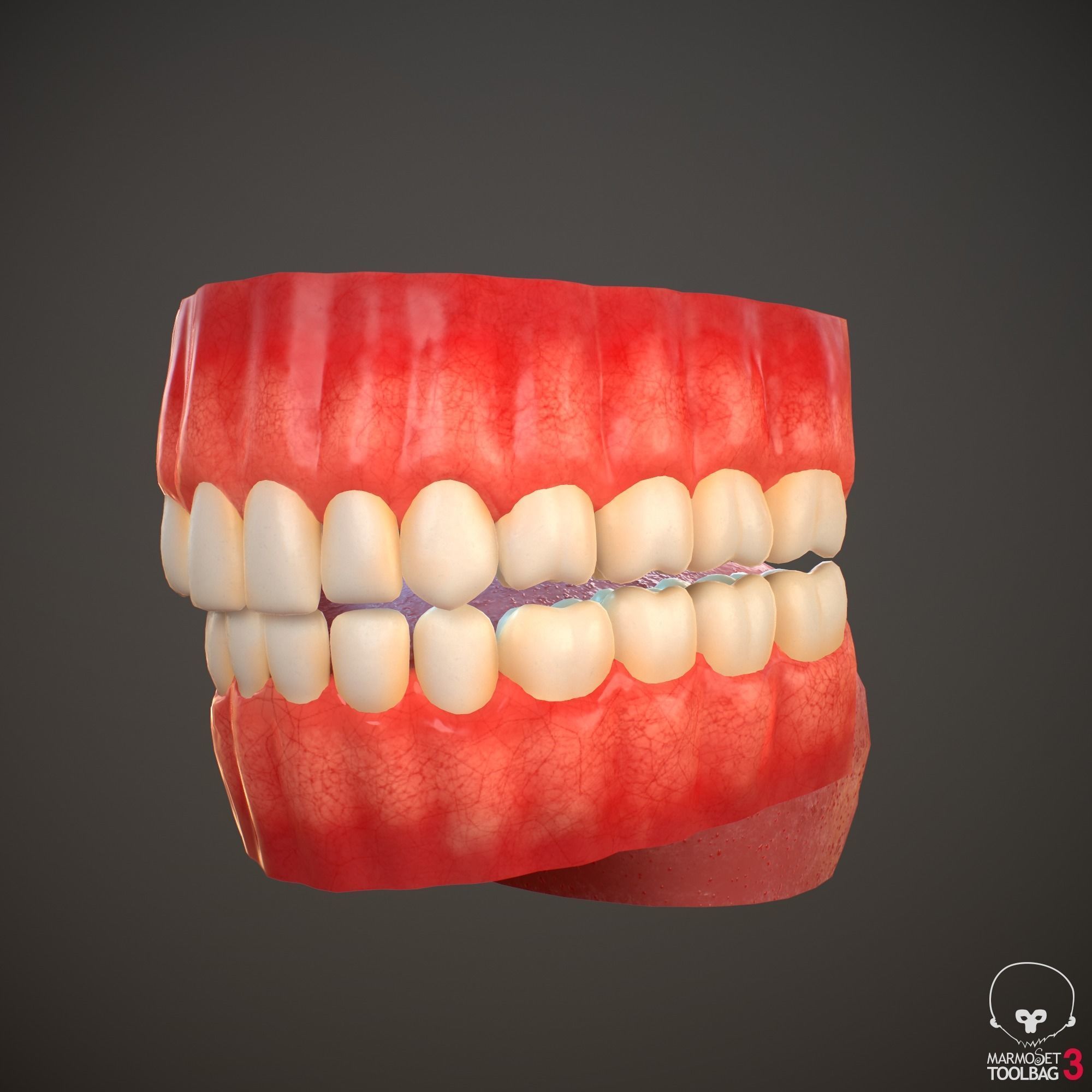 Teeth and Tongue PBR Low-poly 3D model_10