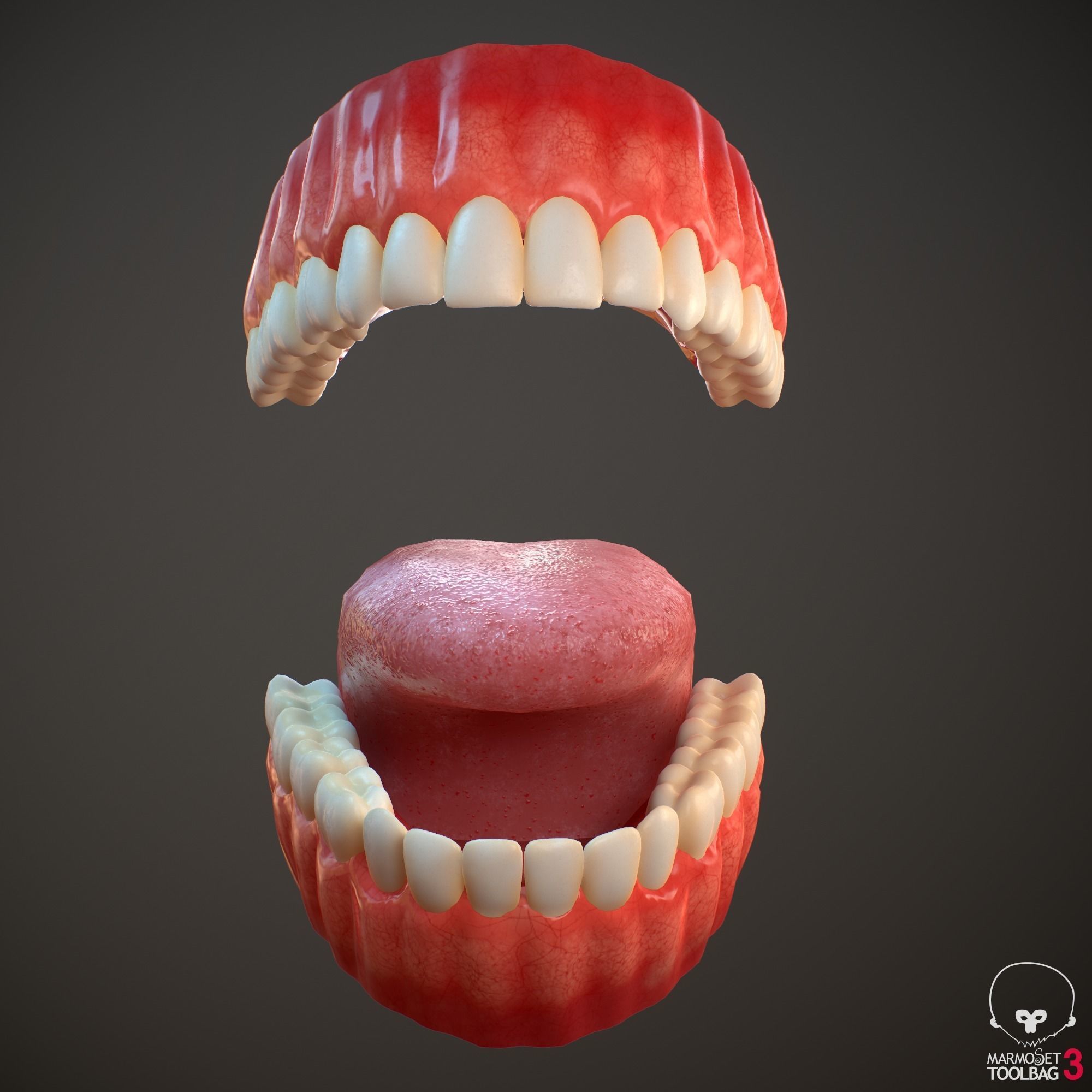 Teeth and Tongue PBR Low-poly 3D model_8