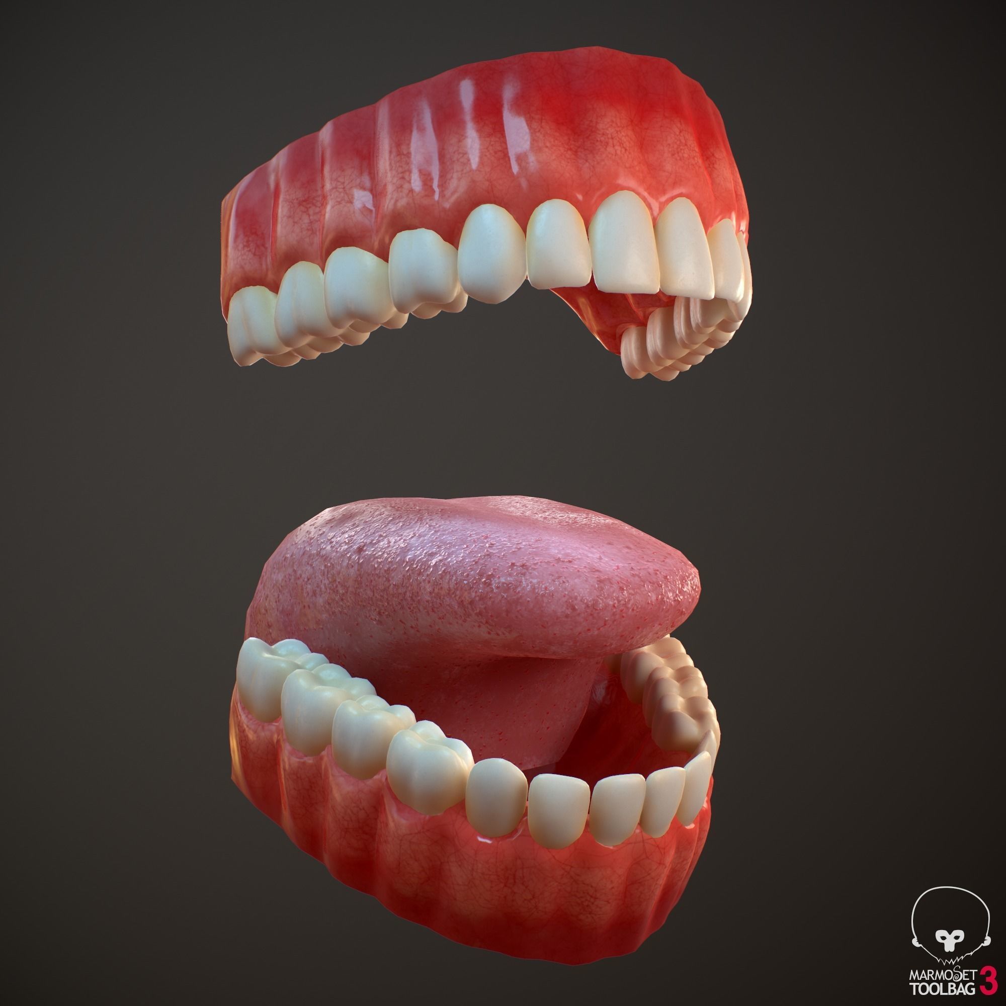 Teeth and Tongue PBR Low-poly 3D model_7