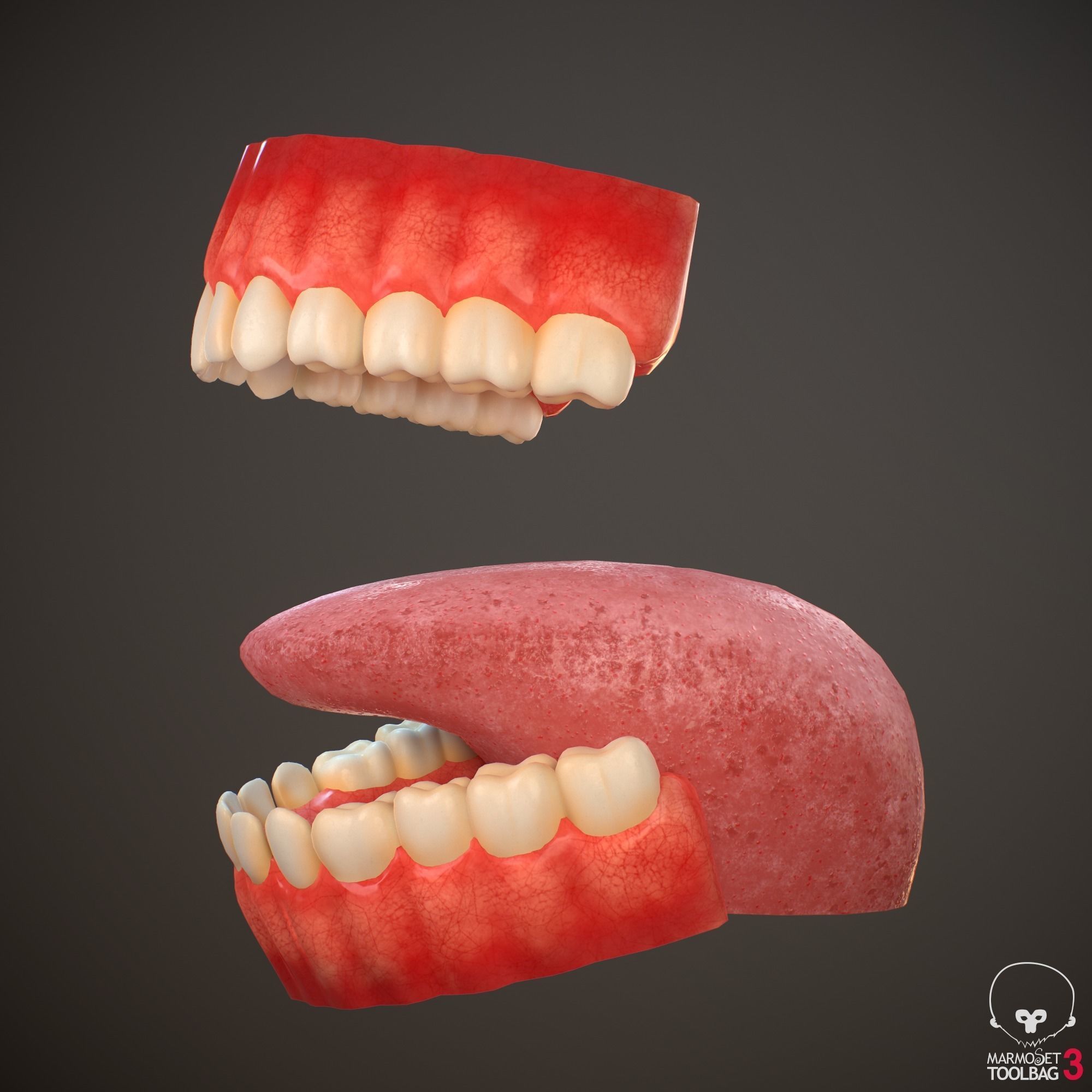 Teeth and Tongue PBR Low-poly 3D model_1