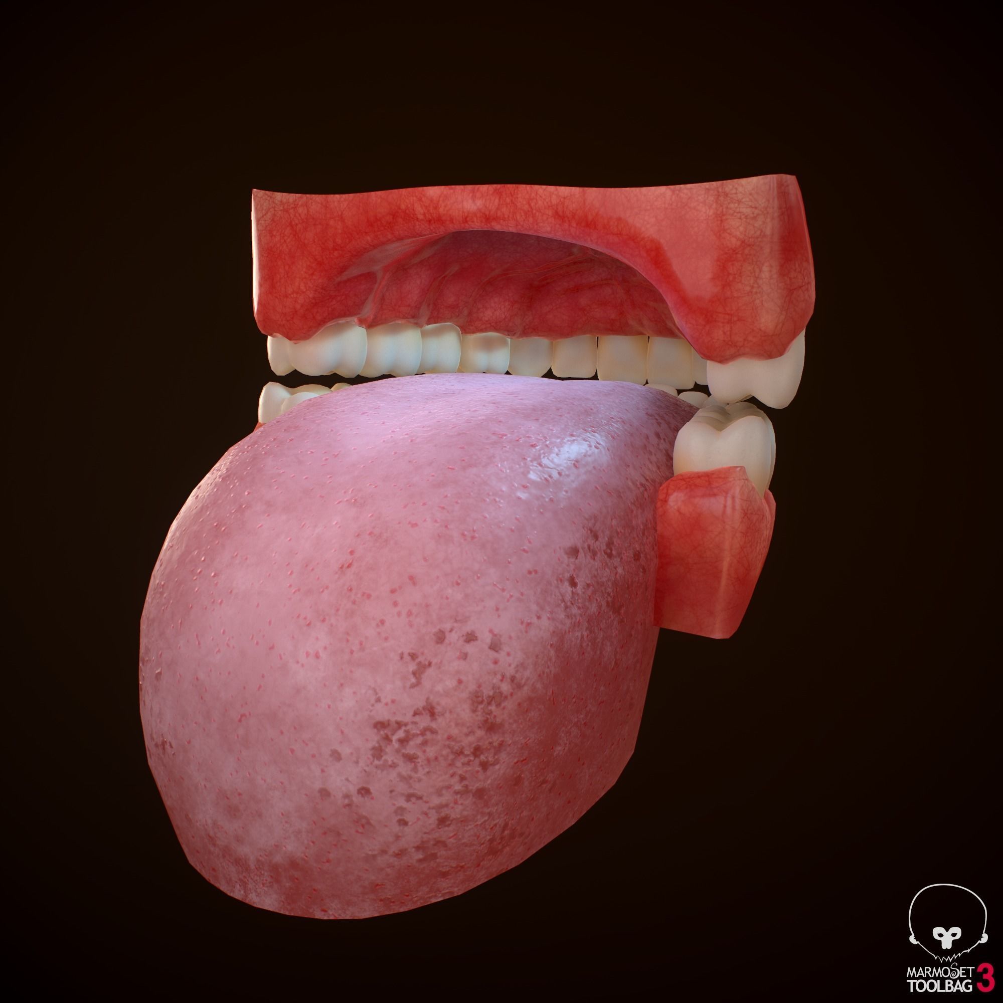 Teeth and Tongue PBR Low-poly 3D model_15
