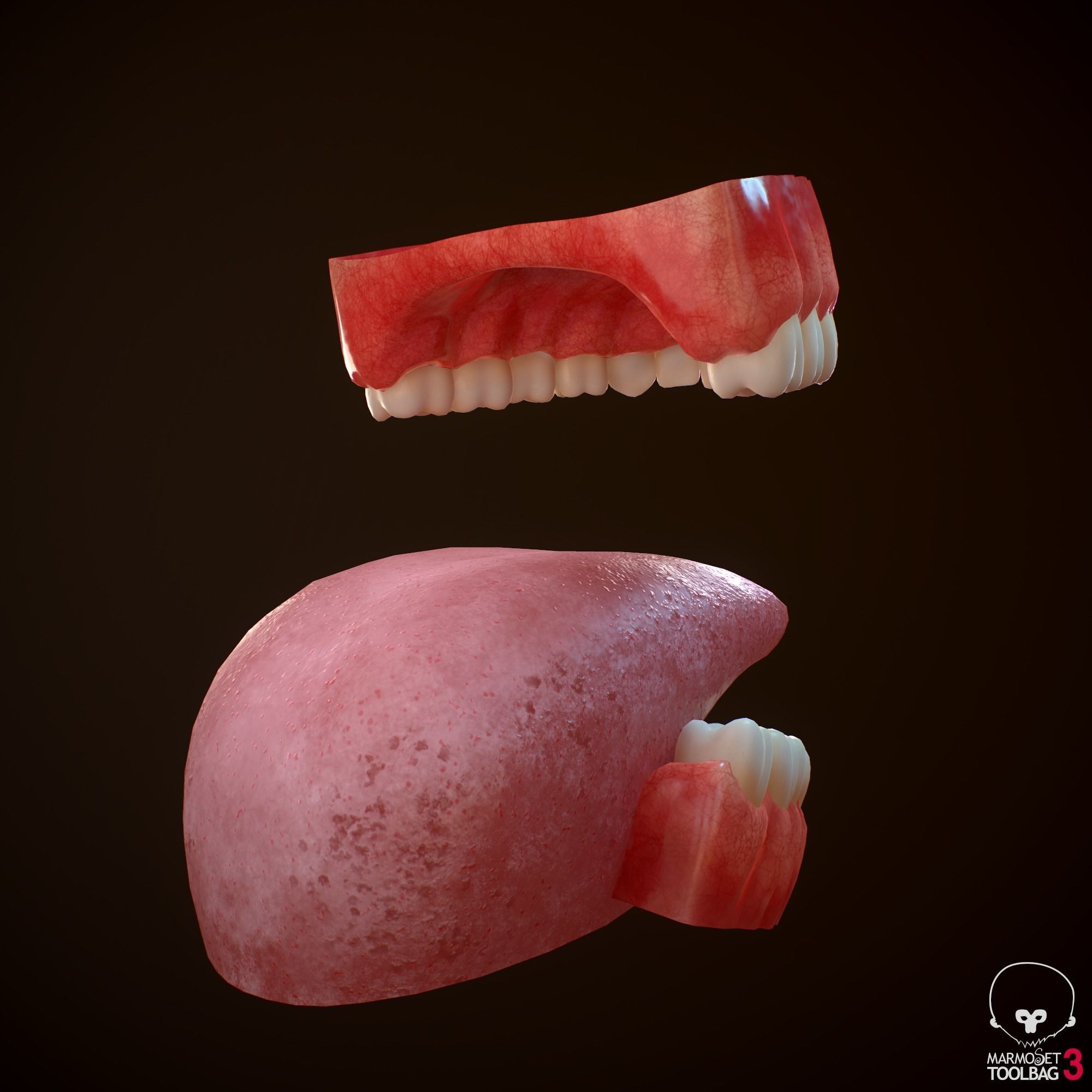 Teeth and Tongue PBR Low-poly 3D model_4