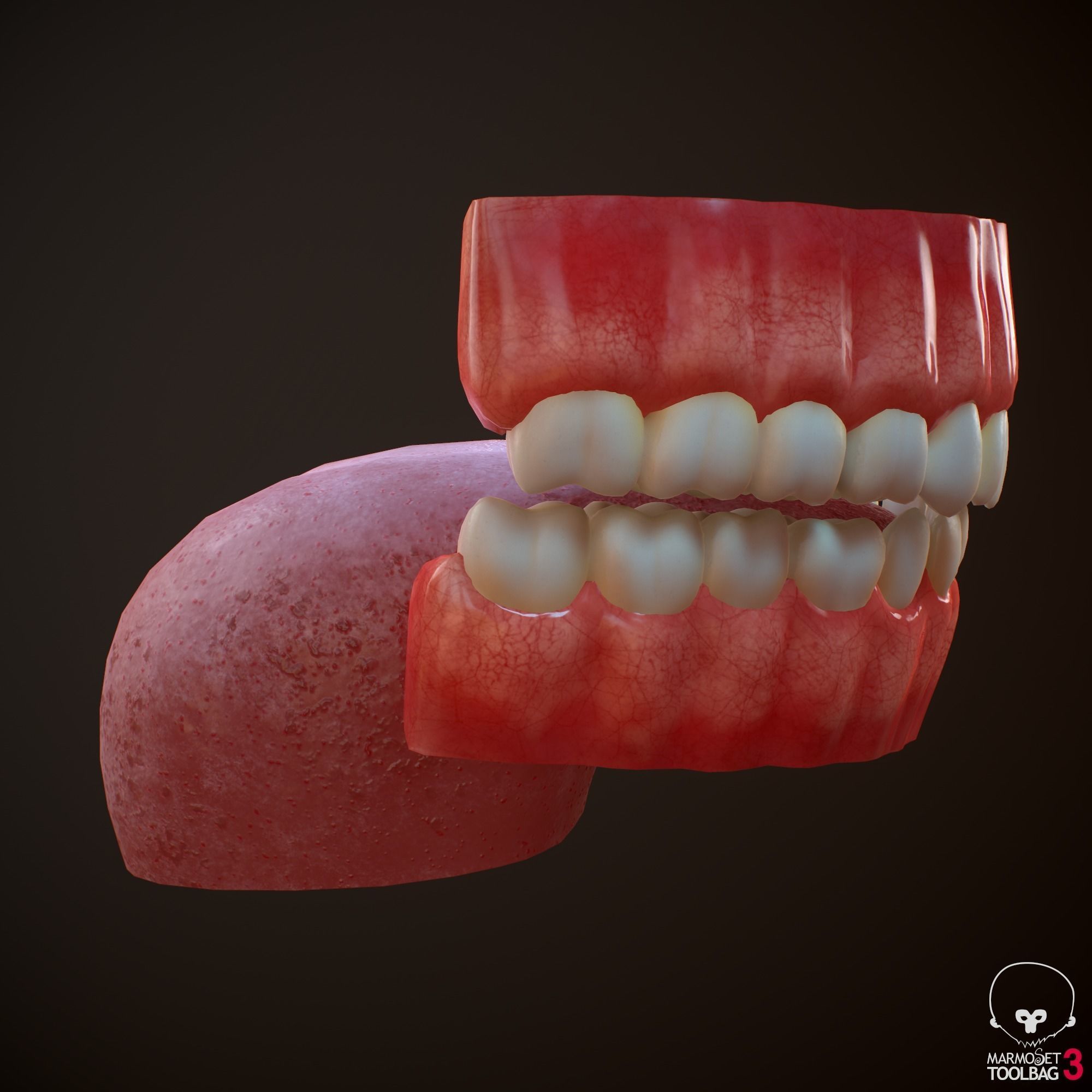 Teeth and Tongue PBR Low-poly 3D model_17