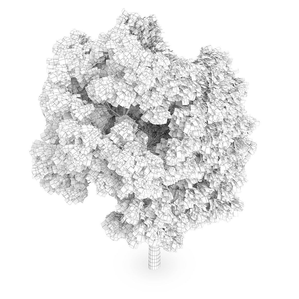 Sycamore Maple 2 3D model_5