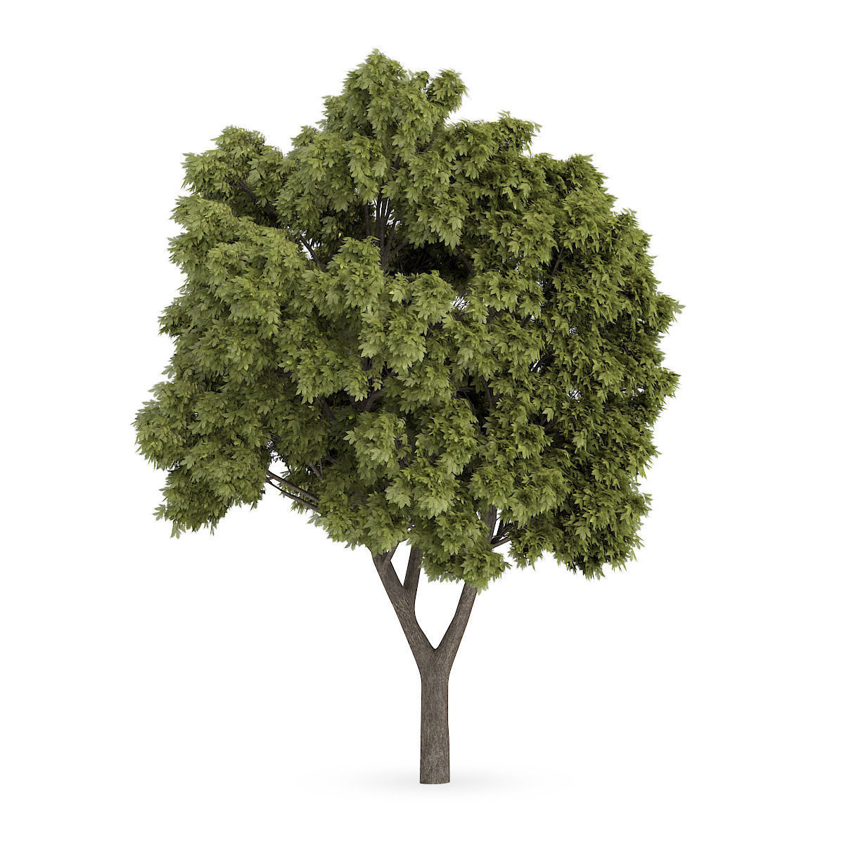 Sycamore Maple 2 3D model_2