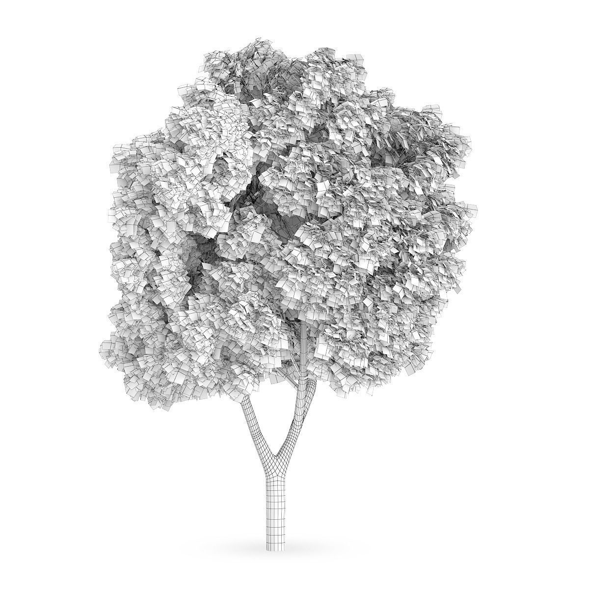 Sycamore Maple 2 3D model_1