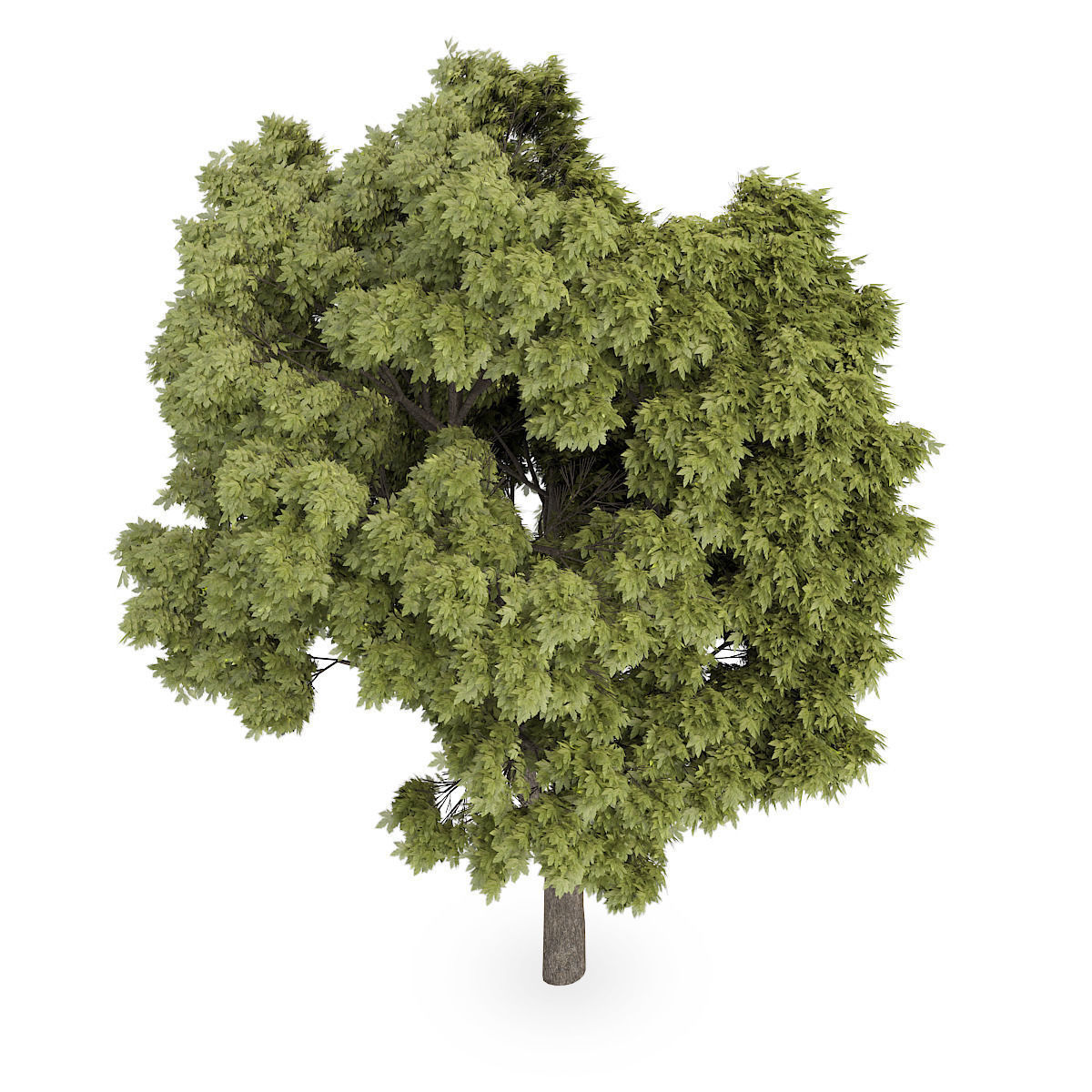 Sycamore Maple 2 3D model_4