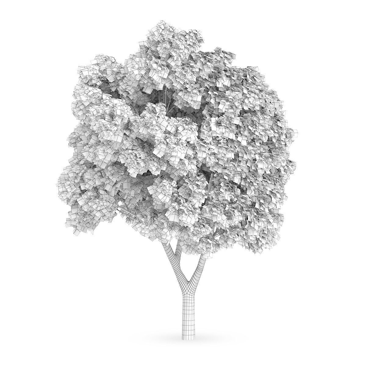 Sycamore Maple 2 3D model_3