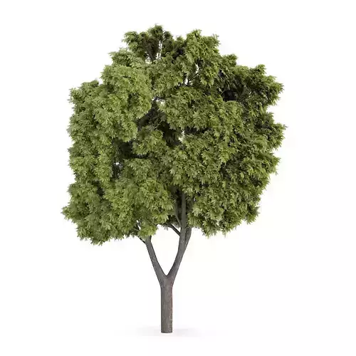 Sycamore Maple 2 3D model