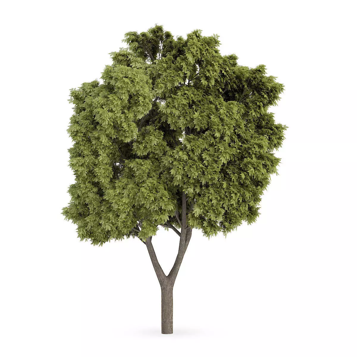 Sycamore Maple 2 3D model_0