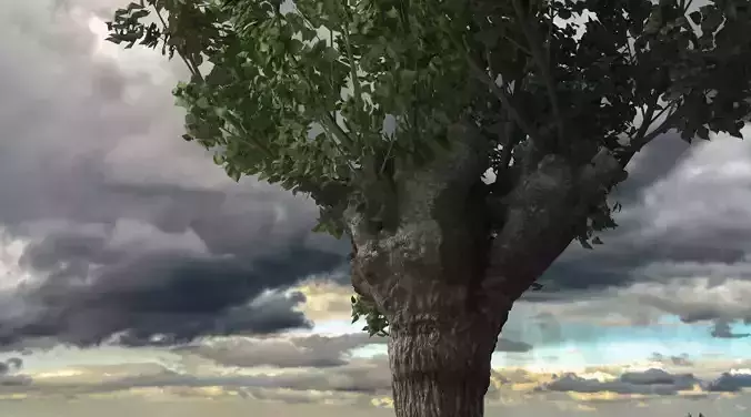 Mulberry fruit tree Gelso italiano