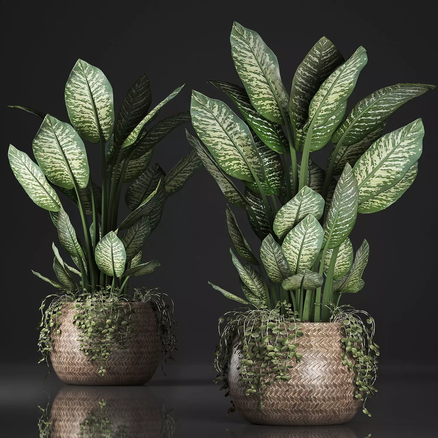 Dieffenbachia in a rattan basket 418 3D model