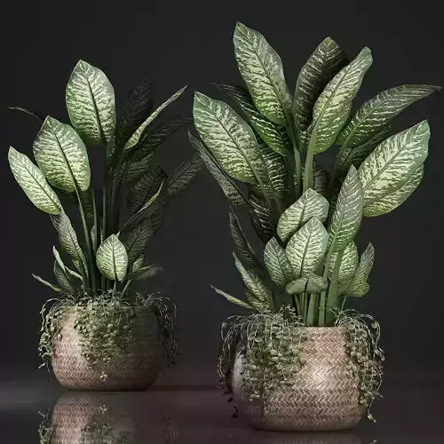 Dieffenbachia in a rattan basket 418 3D model