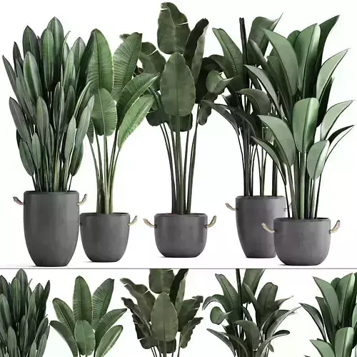 Exotic plants banana tree set 419