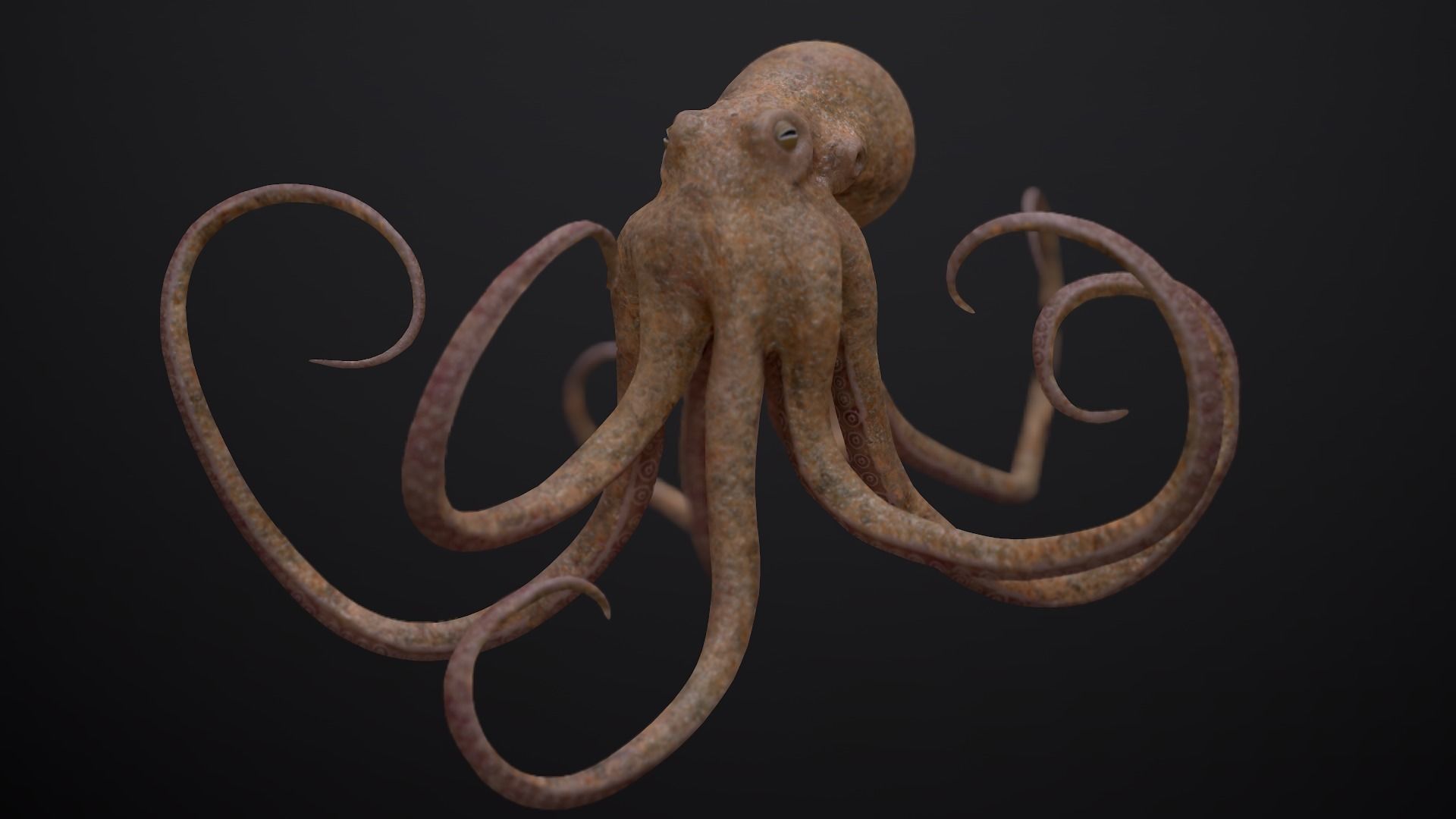 Octopus Game Ready Low-poly 3D model_6