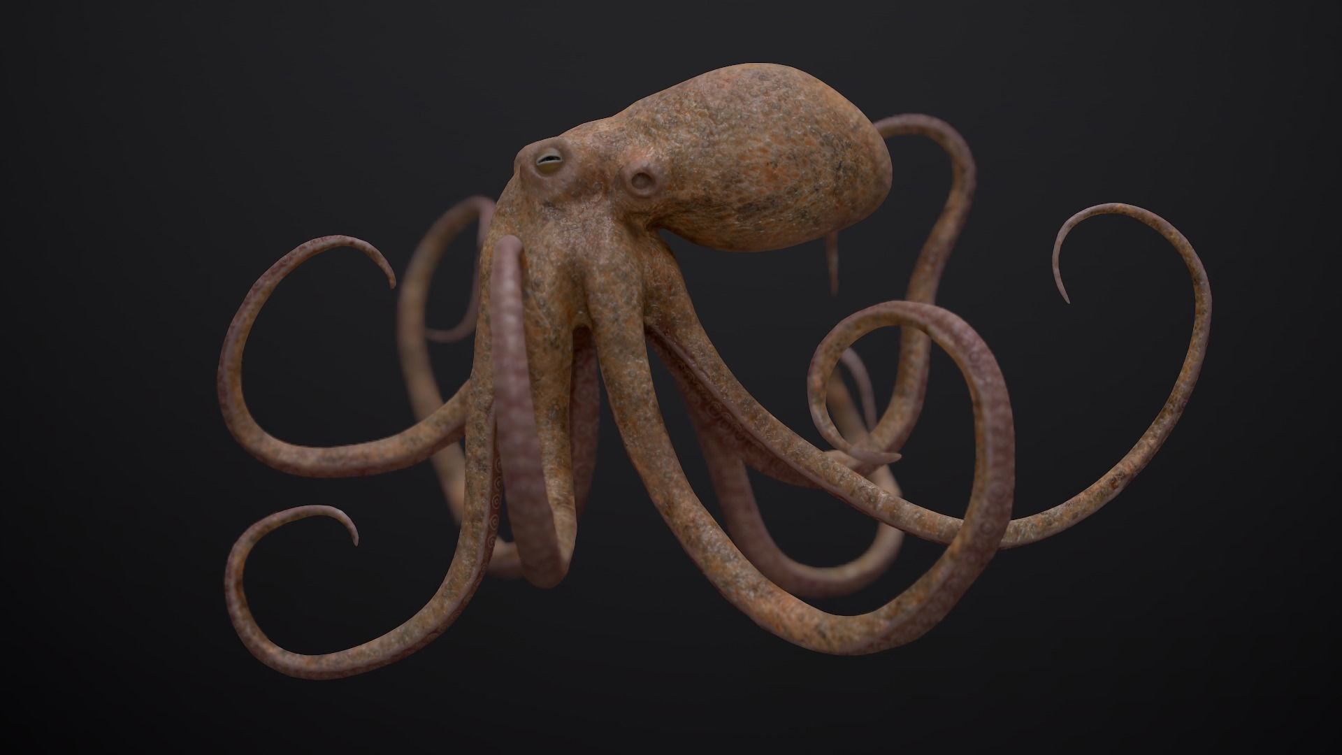 Octopus Game Ready Low-poly 3D model_5