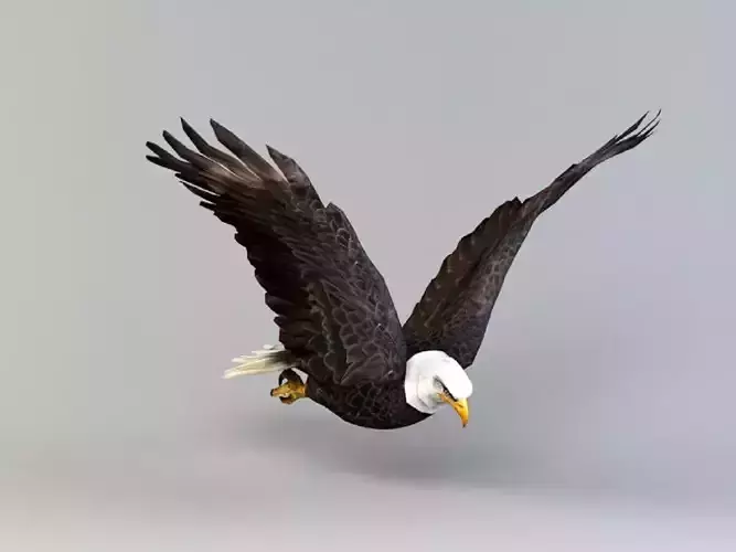 Eagle Flapping Animation