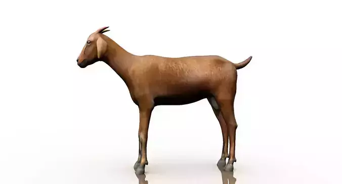 goat 3d model