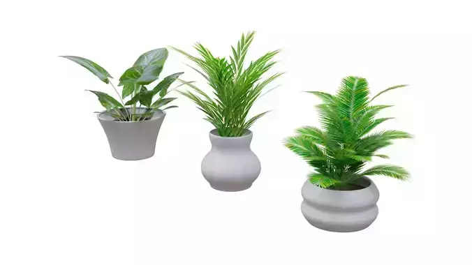 Interior plants pack 1 - 3 models 