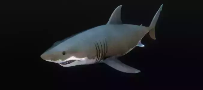 Jaws White Shark Low-poly 3D model