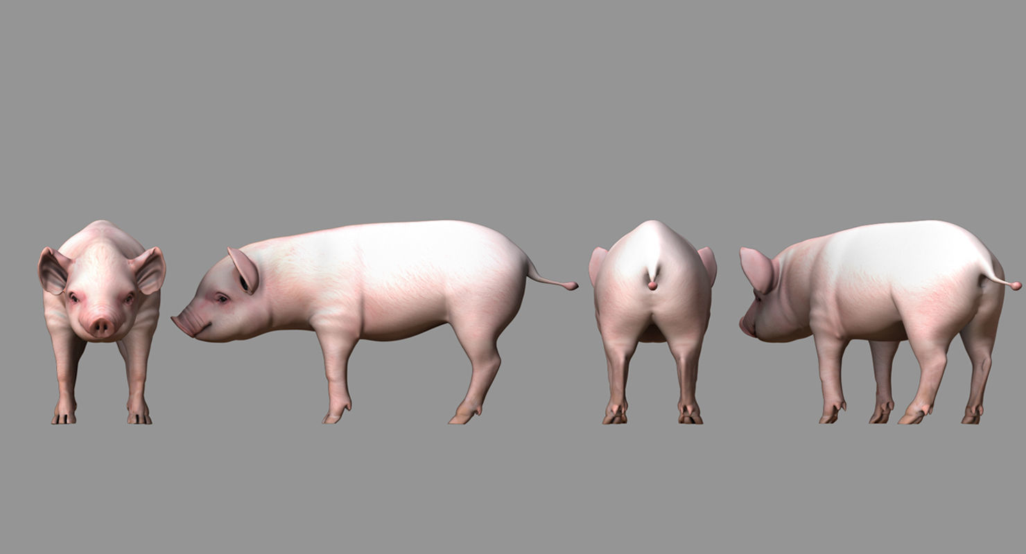 cute pig 3d model 3D model_4
