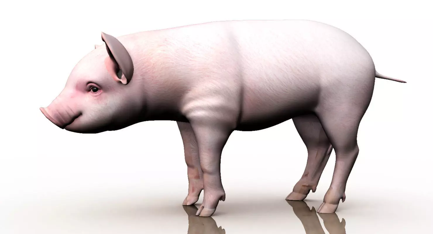 cute pig 3d model 3D model_0