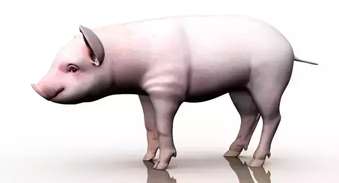 cute pig 3d model
